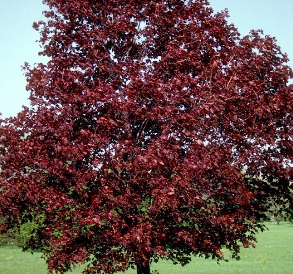 Akçaağaç (Çınar yapraklı)-crimson king (Acer platanoides-crimson king)