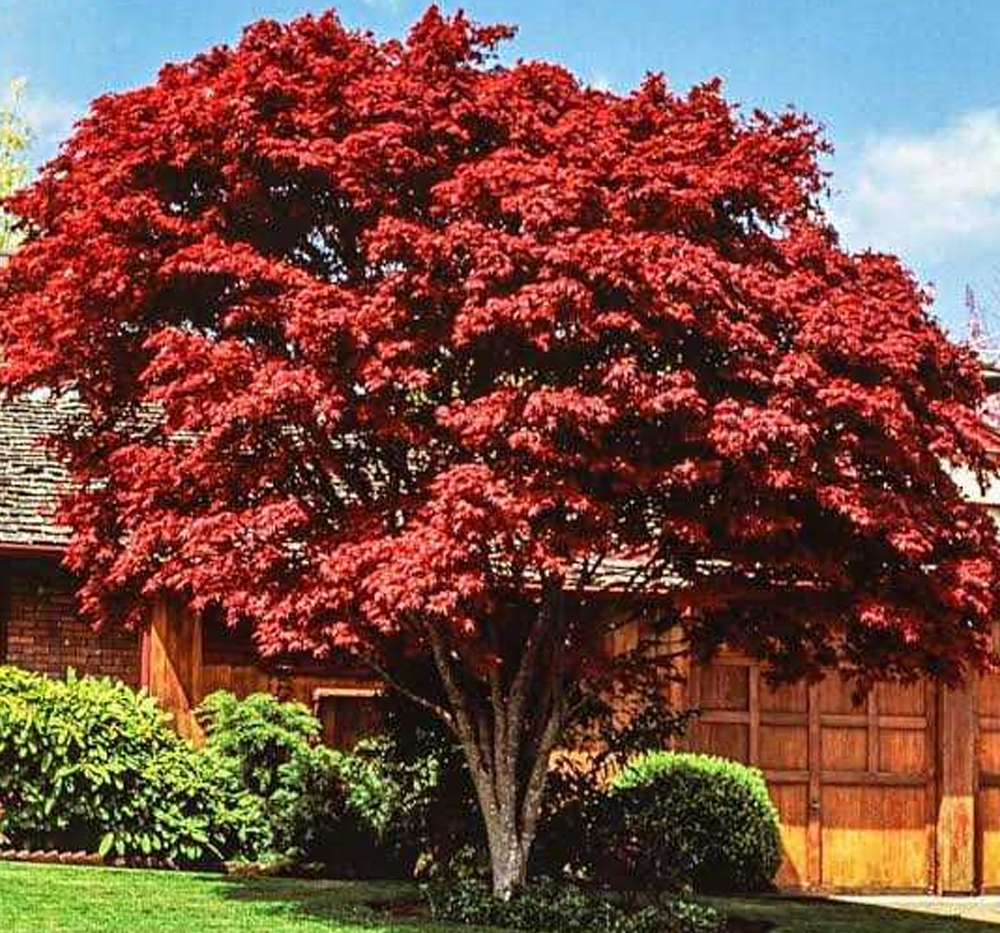 Akçaağaç (Japon) (Acer japonicum)
