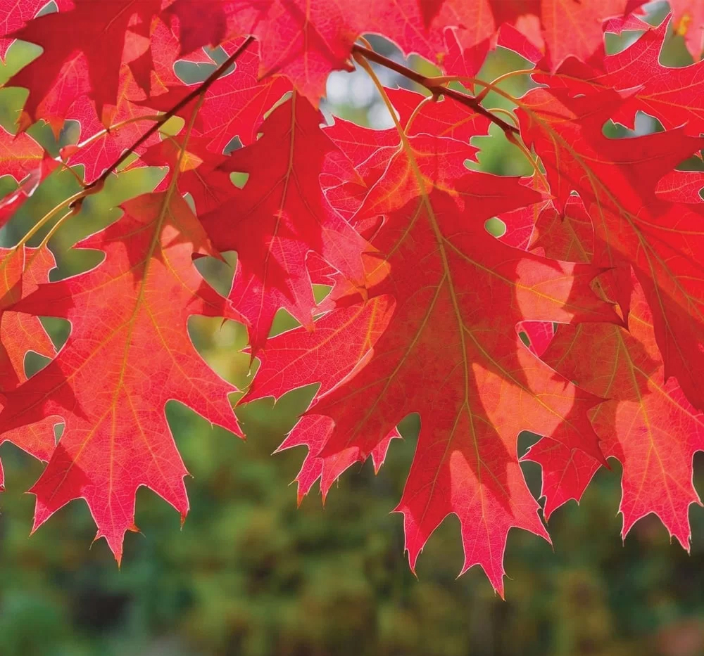 Akçaağaç (Kırmızı yapraklı) (Acer rubrum)