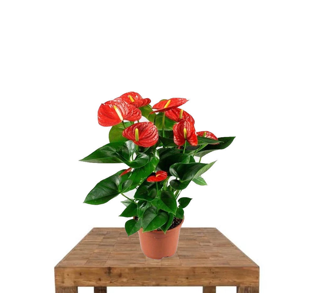 Antoryum (Anthurium)