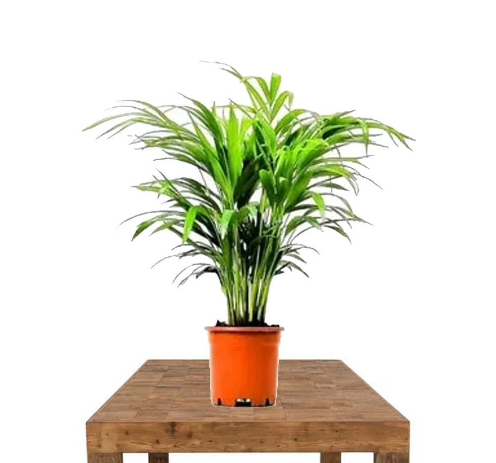 Areka Palmiyesi (Areca lutescens)