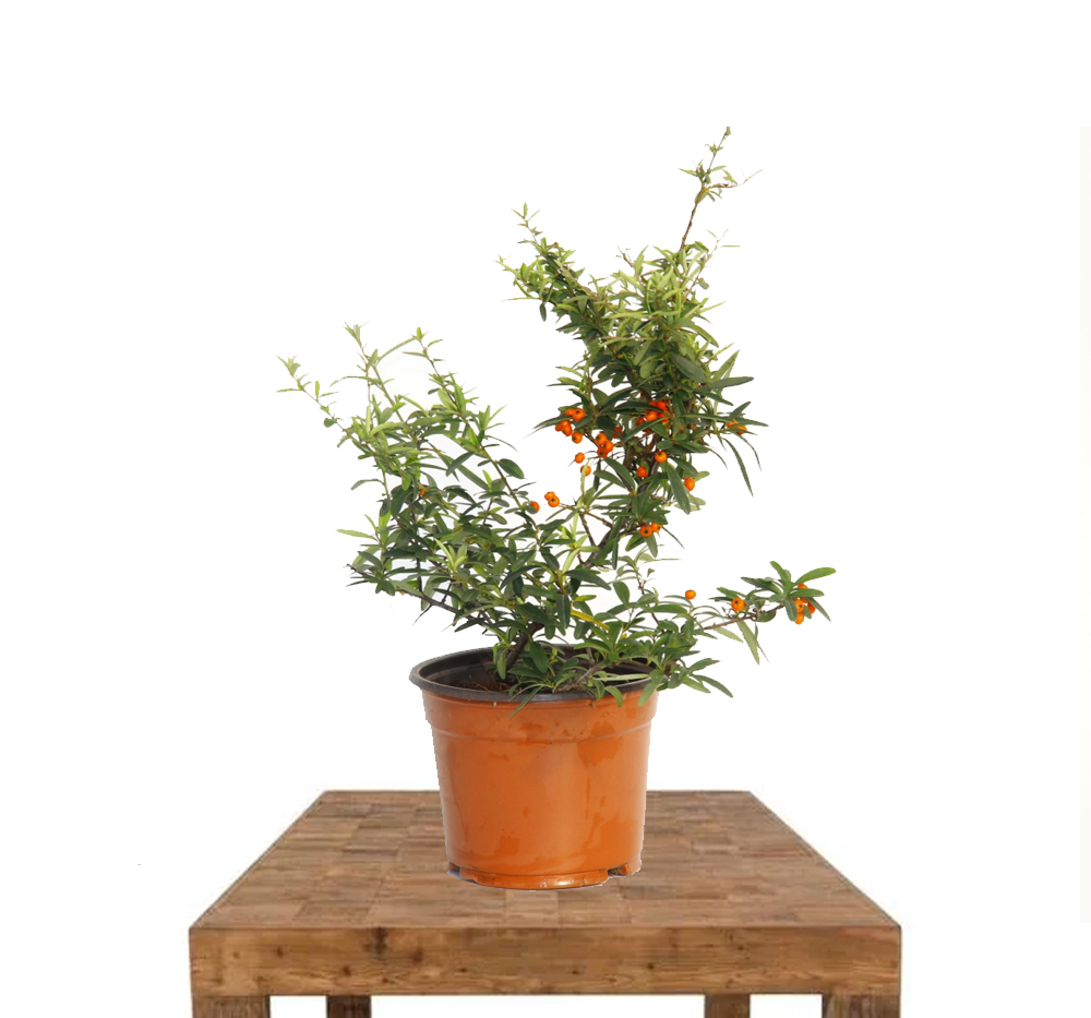 Ateşdikeni (Pyracantha coccinea)