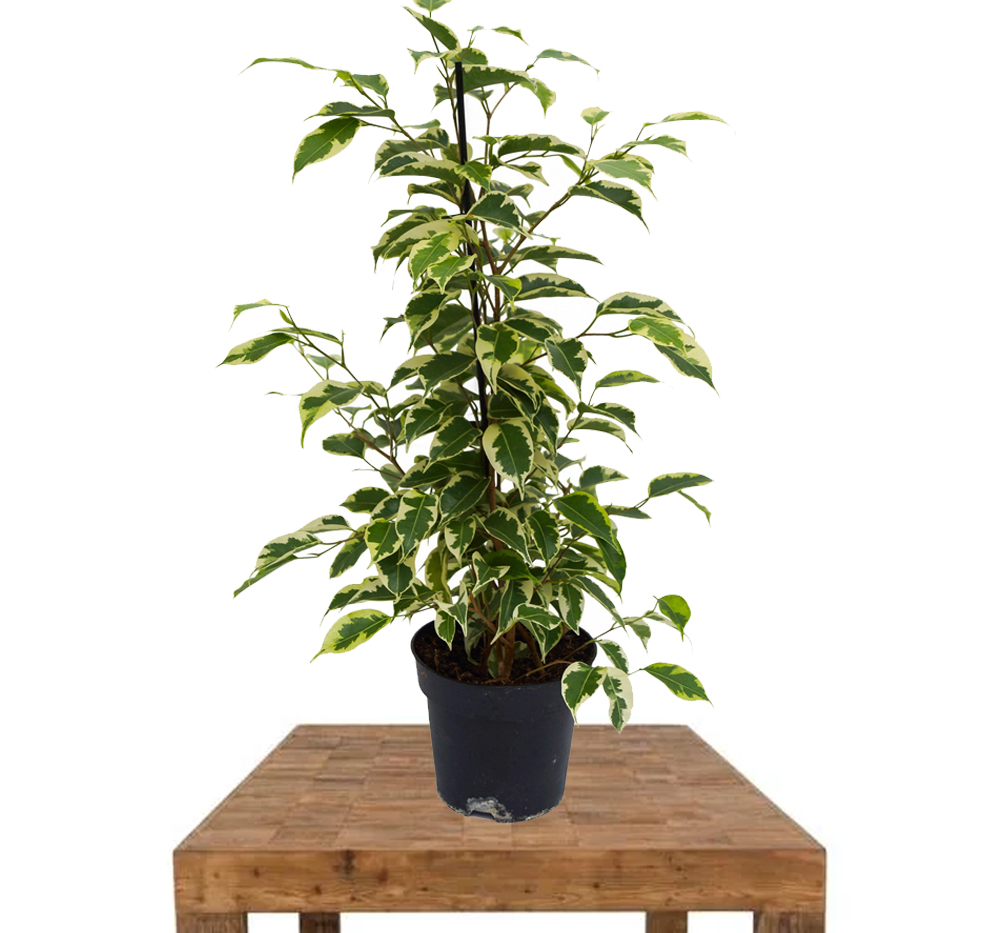 Benjamin Alacalı Yapraklı Ficus (Benjaminna staruguat)