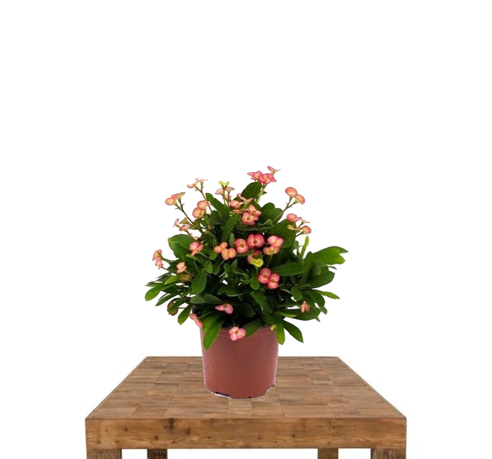 Dikenler Tacı Pembe Çiçekli (Euphorbia)