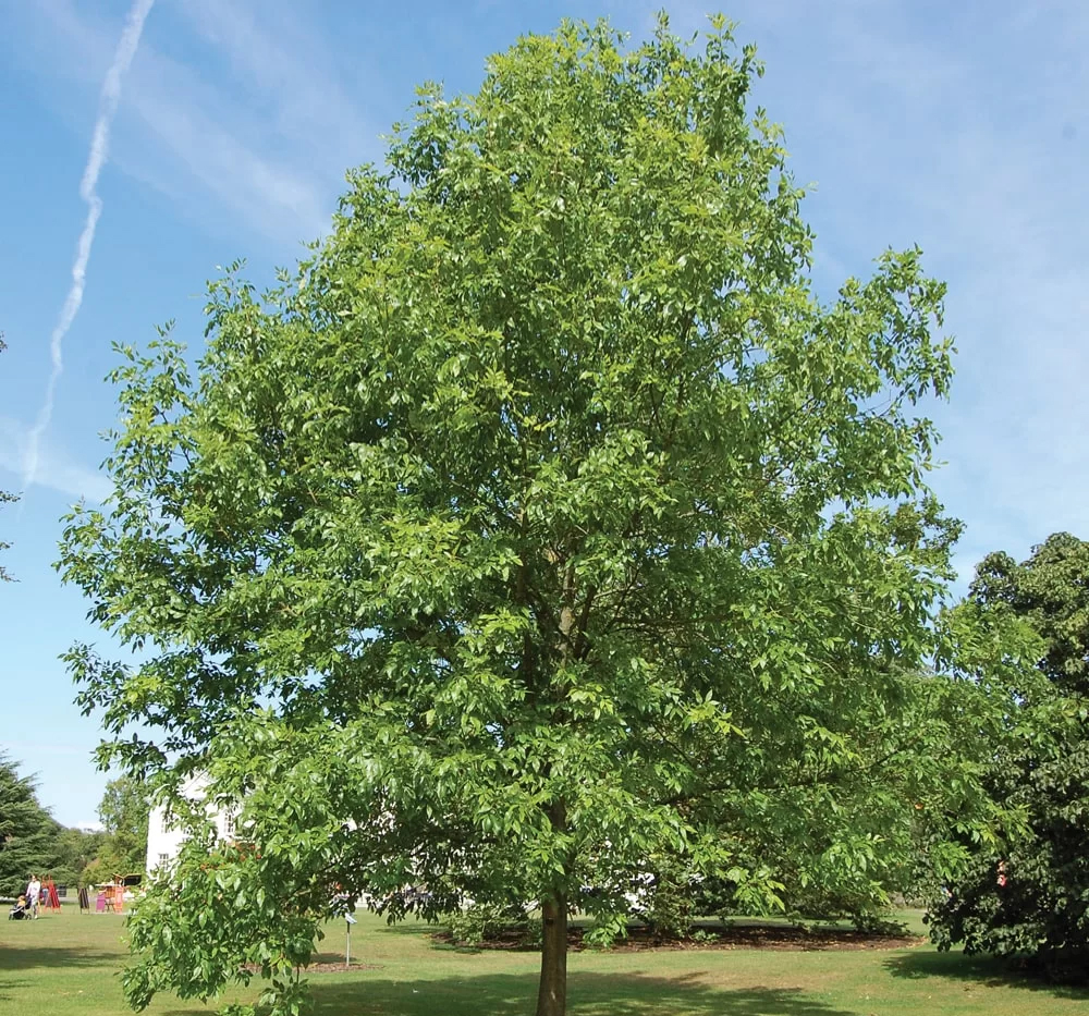 Dişbudak (Amerikan) (Fraxinus americana)