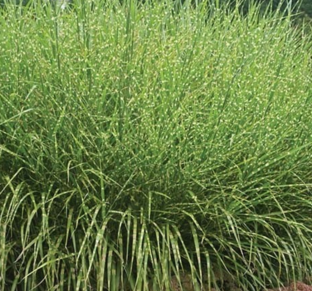 Fil otu, Alacalı yapraklı zebra otu, Çin kamışı (Miscanthus sinensis zebrinus )