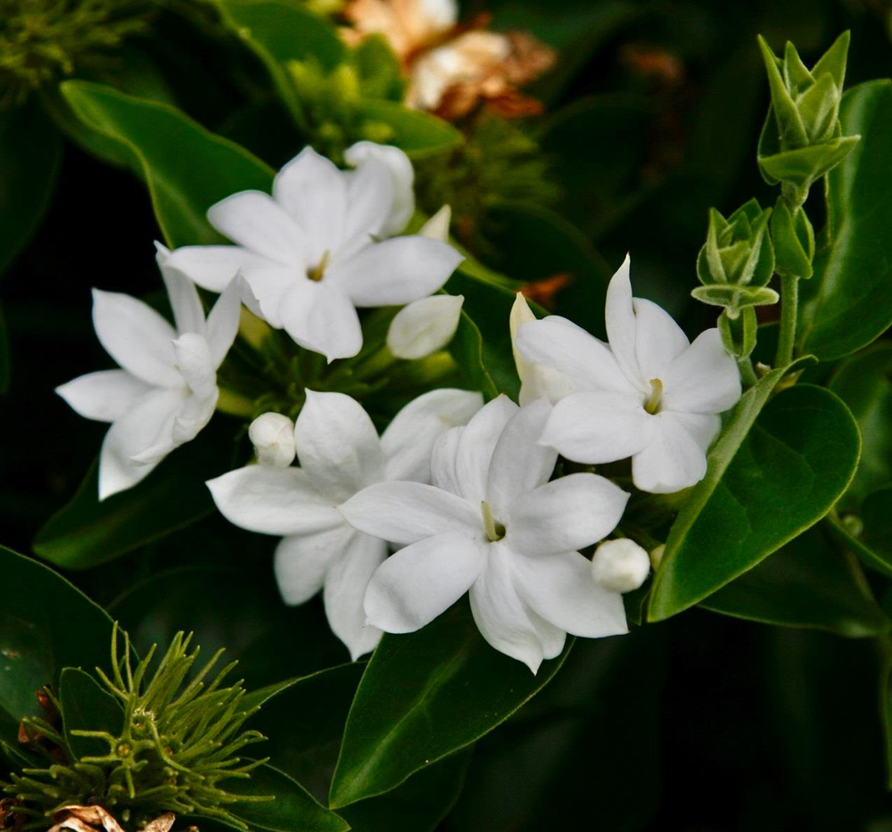 Ful (Jasminum sambac)