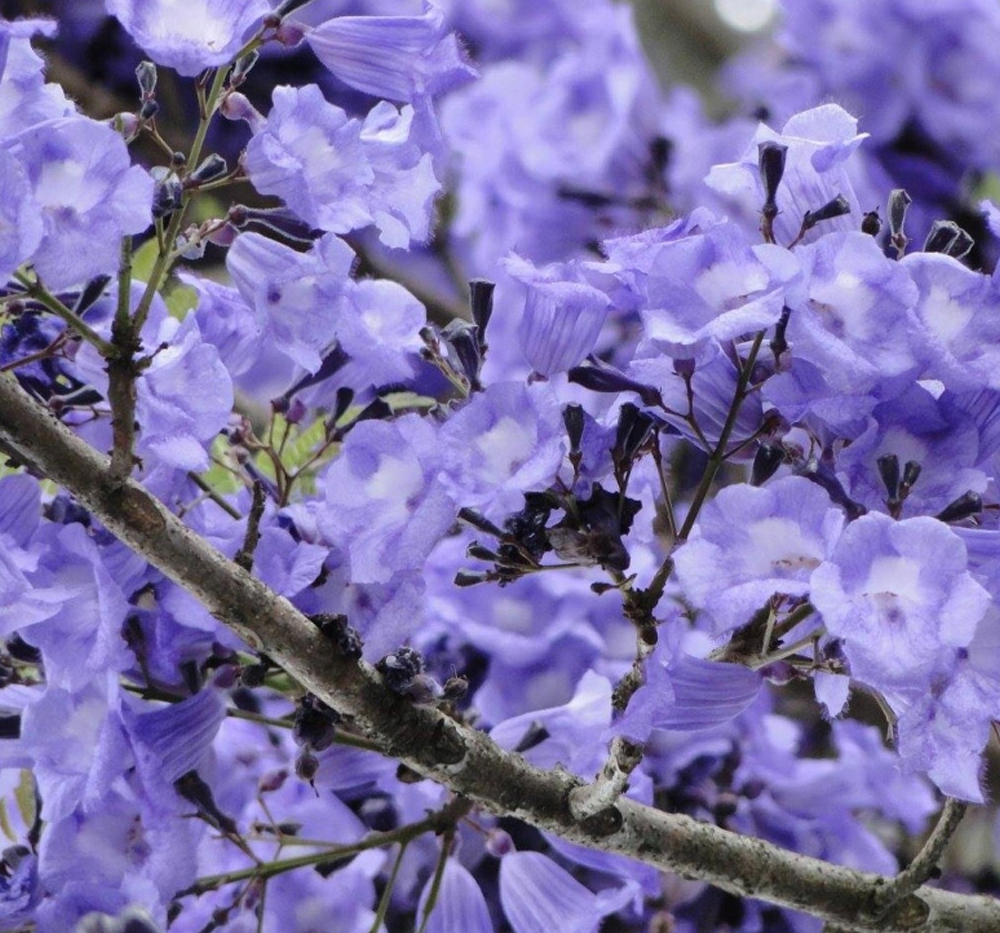 Jakaranda (Jacaranda caucana)