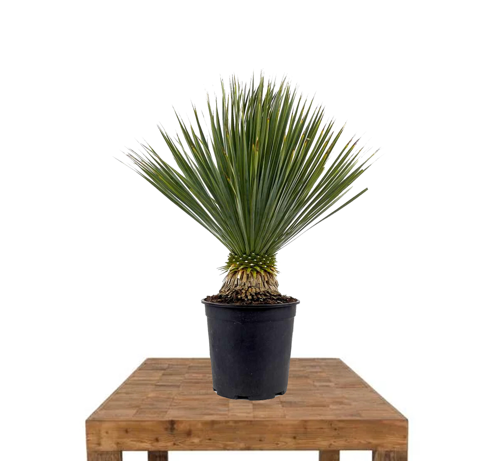 Mavi yukka (Yucca rostrata )