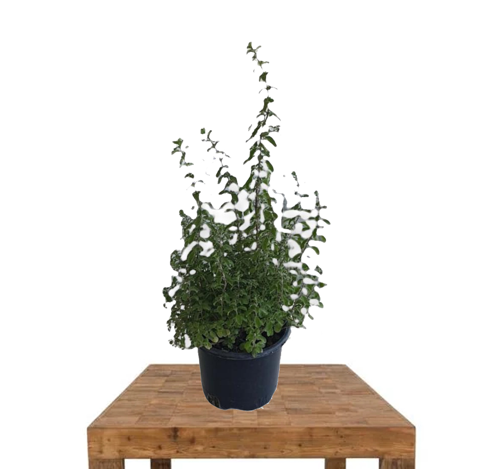 Mercan Köşk (Origanum majorana)