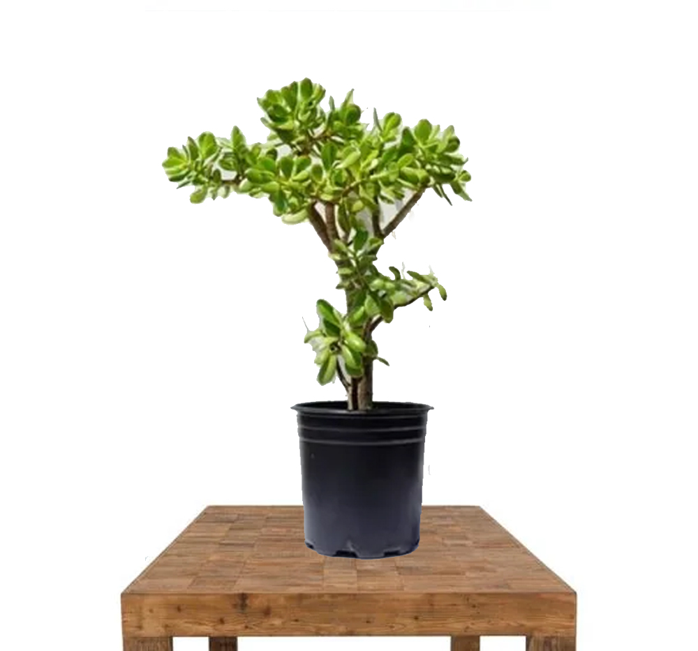 Para Ağacı Bereket Bitkisi (Crassula ovata)