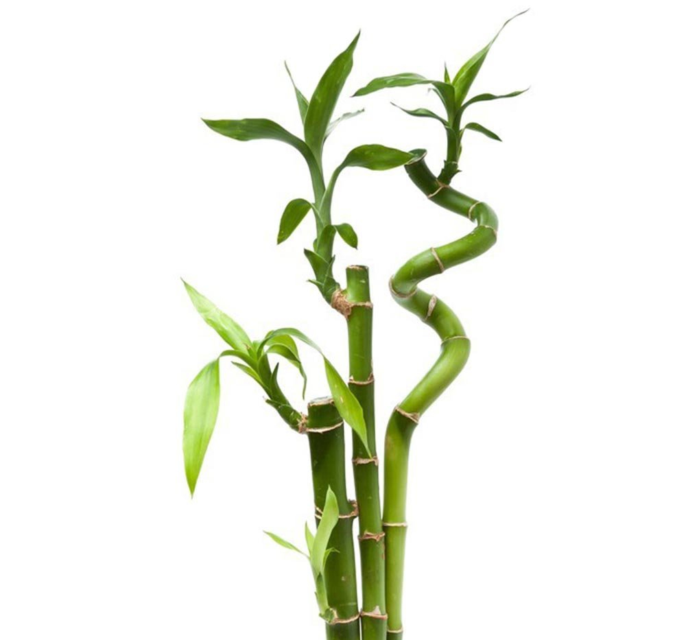 Şans Bambusu (Dracaena sanderiana)