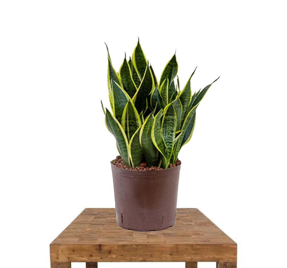 Sansevieria (Sansevieria)