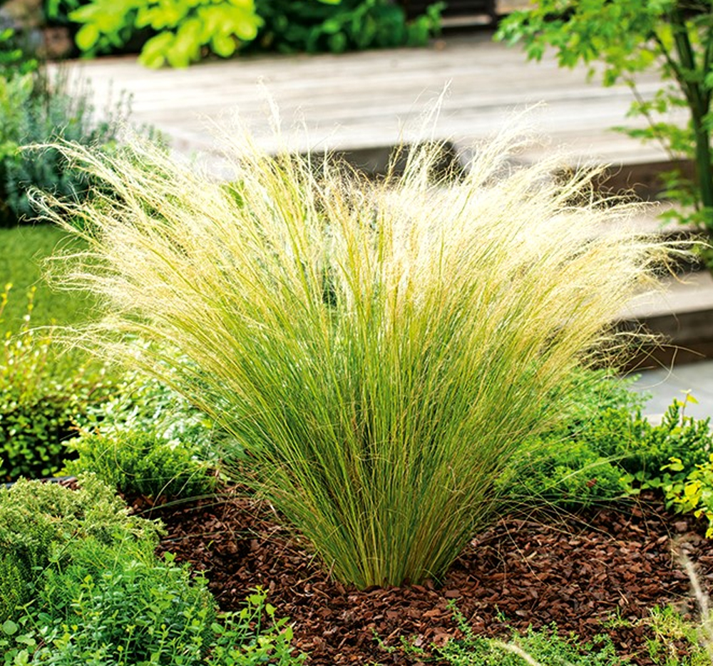 Stipa, İpeksi İplik Çimen, Meksika Tüy Çimen, Meksika İğne Çimen, Midilli Kuyruk (Stipa tenuissima )
