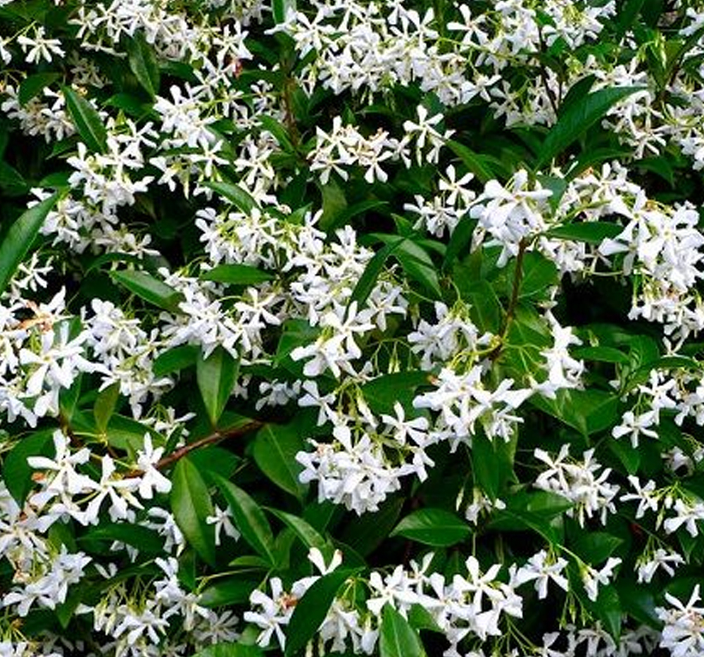 Yasemin (Arap) (Trachelospermum jasminoides )