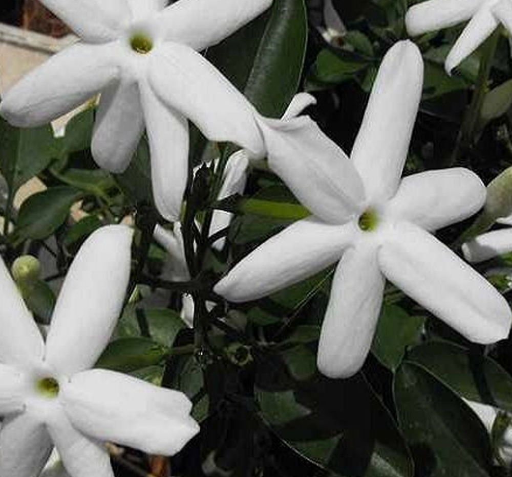 Yasemin (Beyaz) (Jasminum officinale)